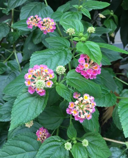 五叶梅一年四季开花吗