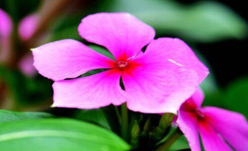 五叶梅一年四季开花吗