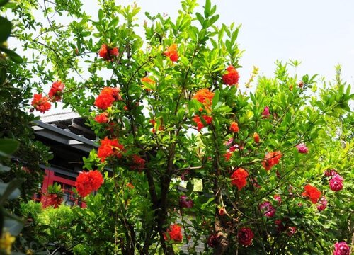 花石榴是乔木还是灌木植物