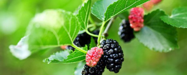 桑葚是凉性的还是热性