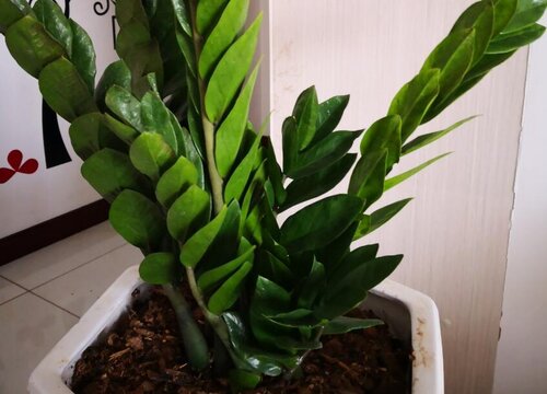 金钱树容易黄叶的原因和解决方法