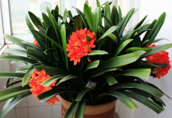 君子兰八大品种名称及图片