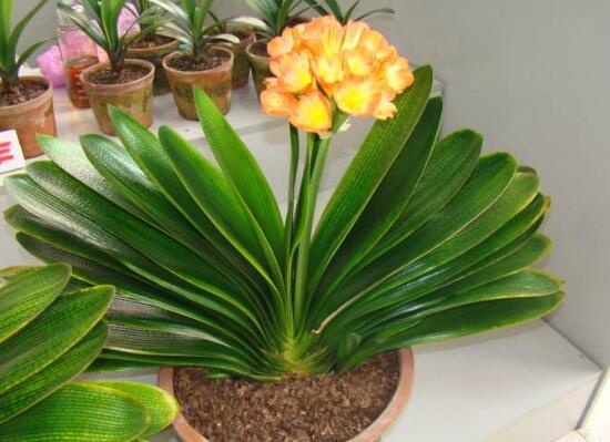 君子兰八大品种名称及图片