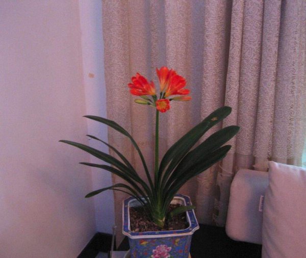 君子兰八大品种名称及图片