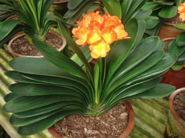 君子兰八大品种名称及图片