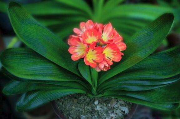 君子兰八大品种名称及图片