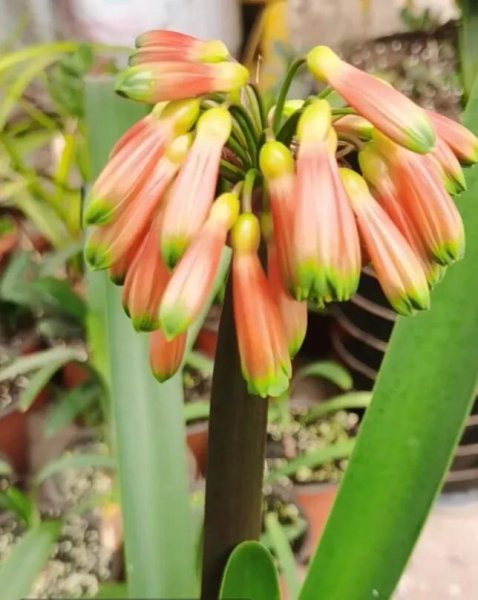 君子兰八大品种名称及图片