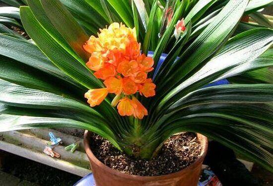 君子兰八大品种名称及图片