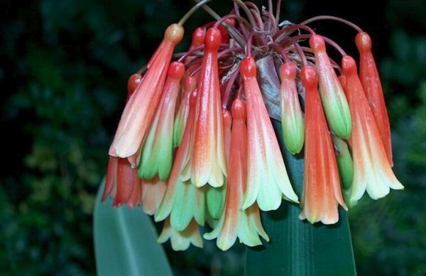 君子兰八大品种名称及图片