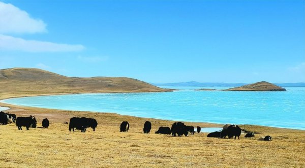 黄河水为什么是黄的原因