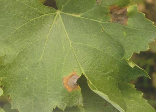 杨树病虫害有哪些