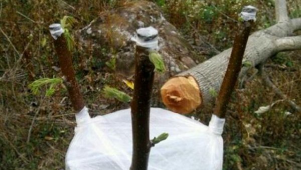 果树嫁接用花芽还是叶芽