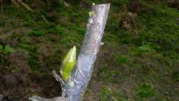 果树嫁接用花芽还是叶芽