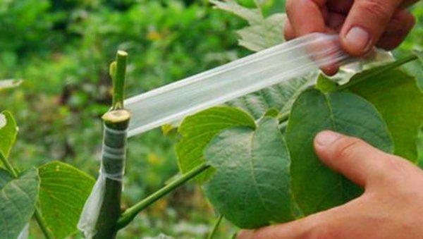 果树嫁接用花芽还是叶芽