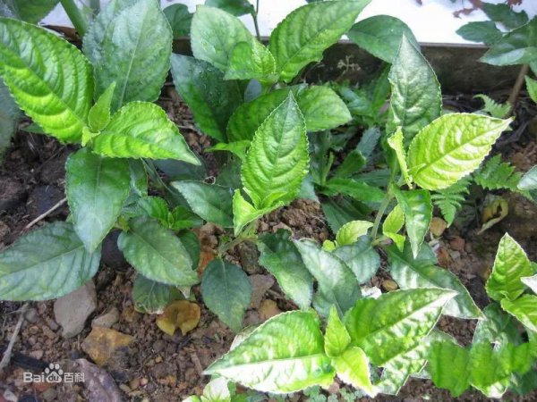 为什么不建议喝碎银子