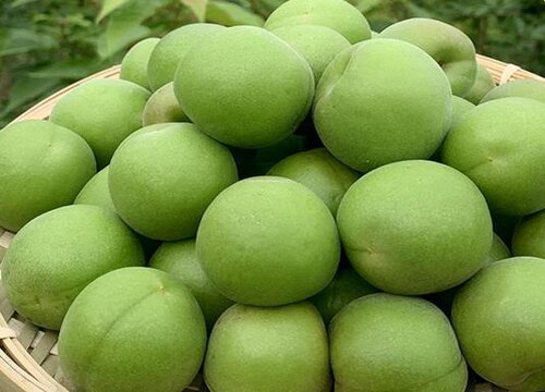 青梅子什么时候成熟