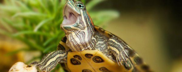 怎么判断龟是公母