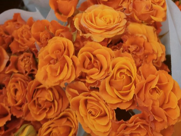 巨蟹女的致命弱点都有什么