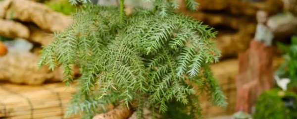 澳洲杉适合什么地方种植