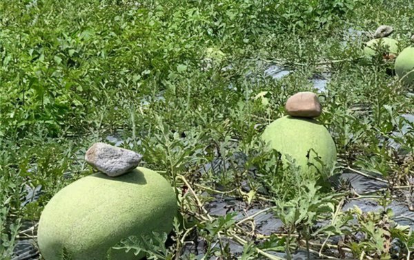 西瓜上面为什么要压一块石头