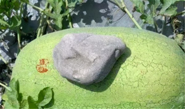 西瓜上面为什么要压一块石头