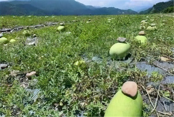 西瓜上面为什么要压一块石头