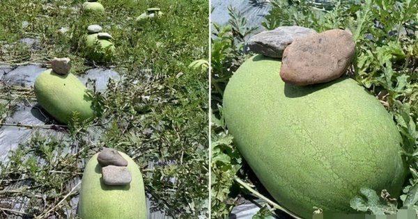 西瓜上面为什么要压一块石头