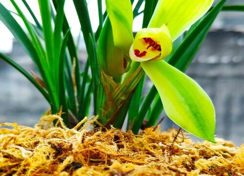 夏季兰花怎样正确浇水