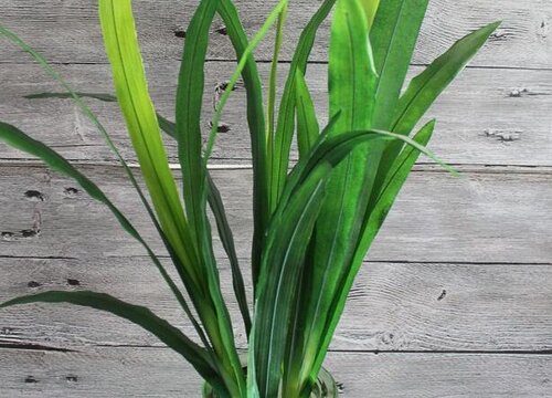夏季兰花怎样正确浇水