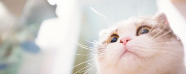 怎么看猫咪公母