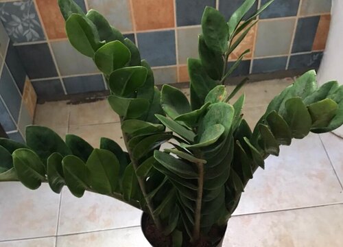 金钱树怎么养护避免黄叶