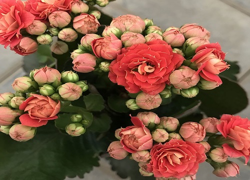 长寿花常年不开花要怎么拯救