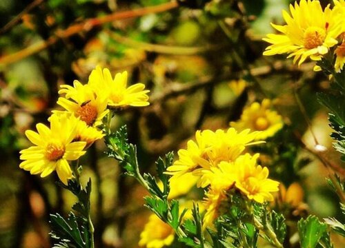 杭菊和贡菊的区别