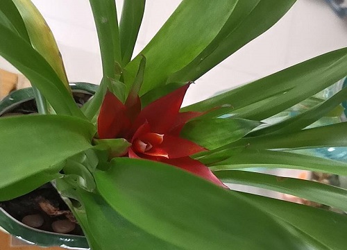 鸿运当头冬天怎么养护