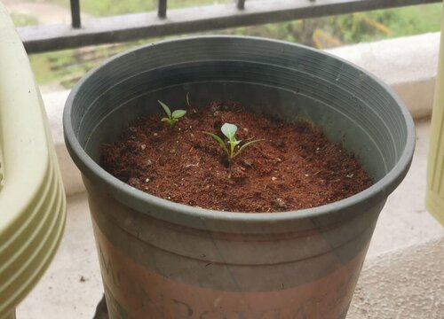 朝天椒种子什么时候播种最好