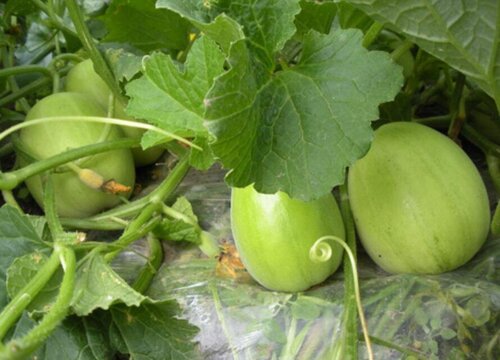 梨瓜什么时候成熟