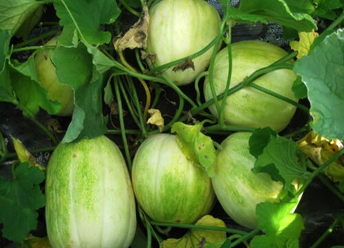 梨瓜什么时候成熟