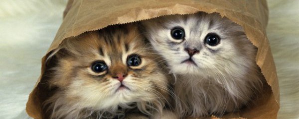 被猫抓了会怎么样