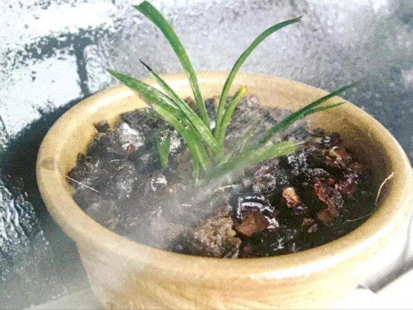 花盆蚂蚁消灭最简单方法