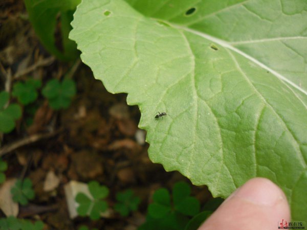 花盆蚂蚁消灭最简单方法