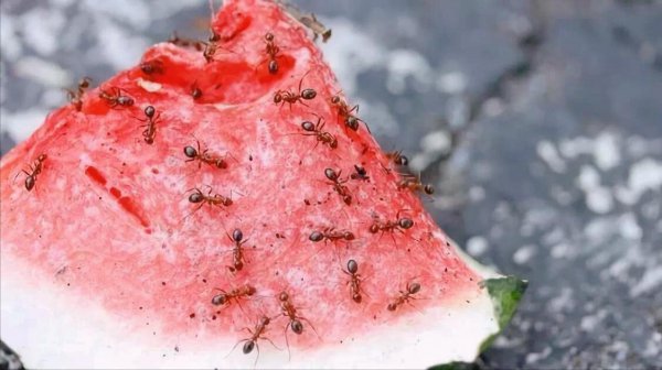 花盆蚂蚁消灭最简单方法