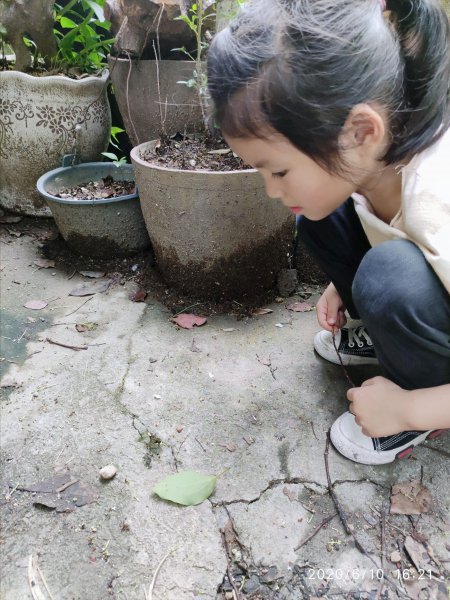 花盆蚂蚁消灭最简单方法