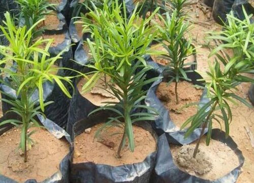 罗汉松剪枝能插活吗