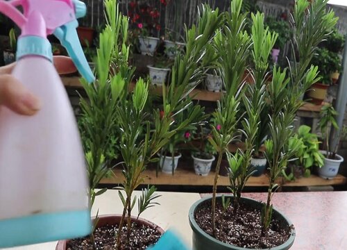 罗汉松剪枝能插活吗