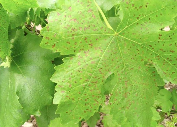 葡萄叶子褐色斑是什么病