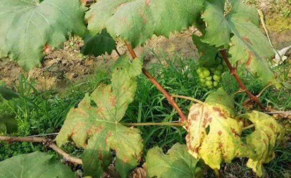 葡萄叶子褐色斑是什么病