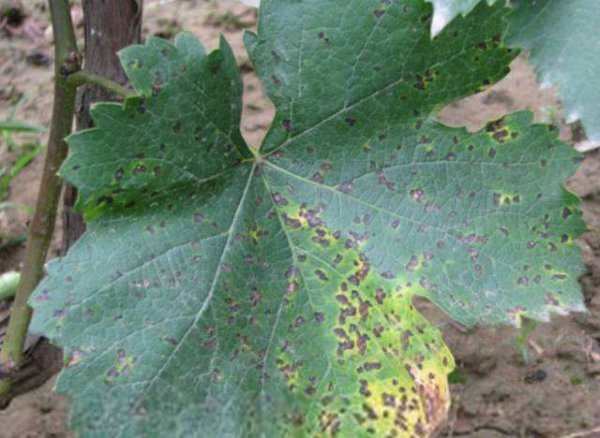 葡萄叶子褐色斑是什么病