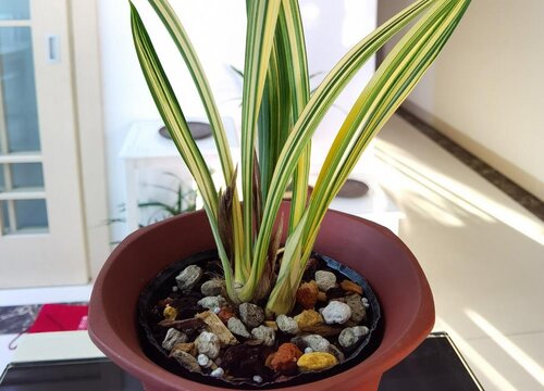 兰花怎么换盆土