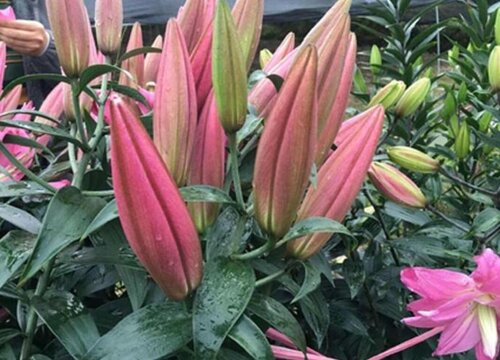 重瓣百合有香味吗