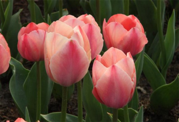 郁金香代表什么花语含义